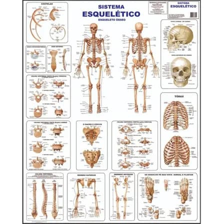 Sistema Esquelético 1 Osseo Poster Mapa Anatomia Corpo Humano Medicina